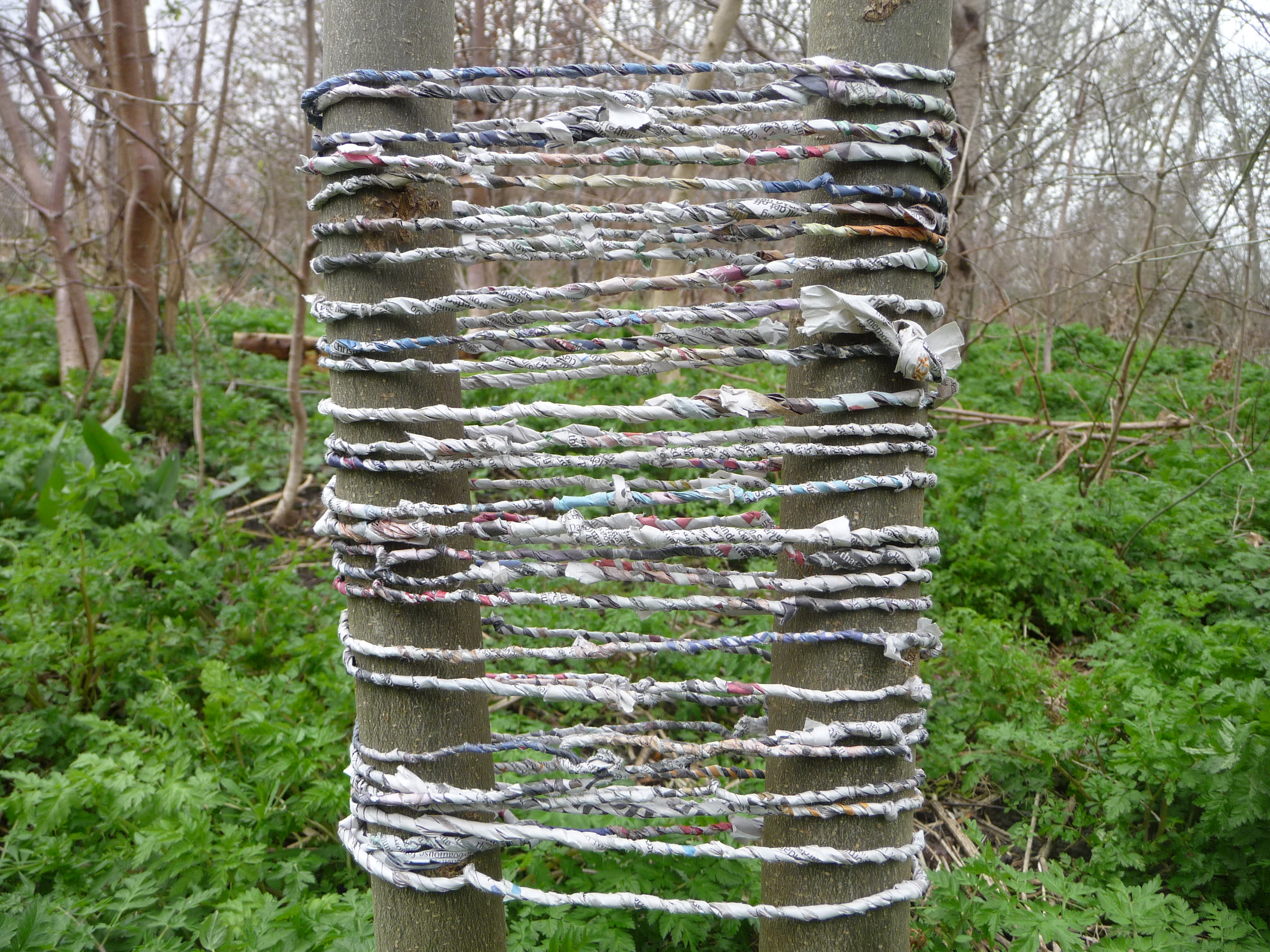 This is a photograph of newspaper yarn wrapped around the trunks of two small trees. The photo is taken from the side and it is possible to see that the trees are in a woods and that the other trees are bare. 